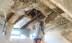 Best Asbestos and Lead Testing During Mold Inspection in Evansdale, IA